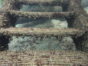 Olympus OM-D/E-M5, PPO-EP01 Lens Port, PT-EP08 Housing, Olympus M.12-40mm Lens at 12mm