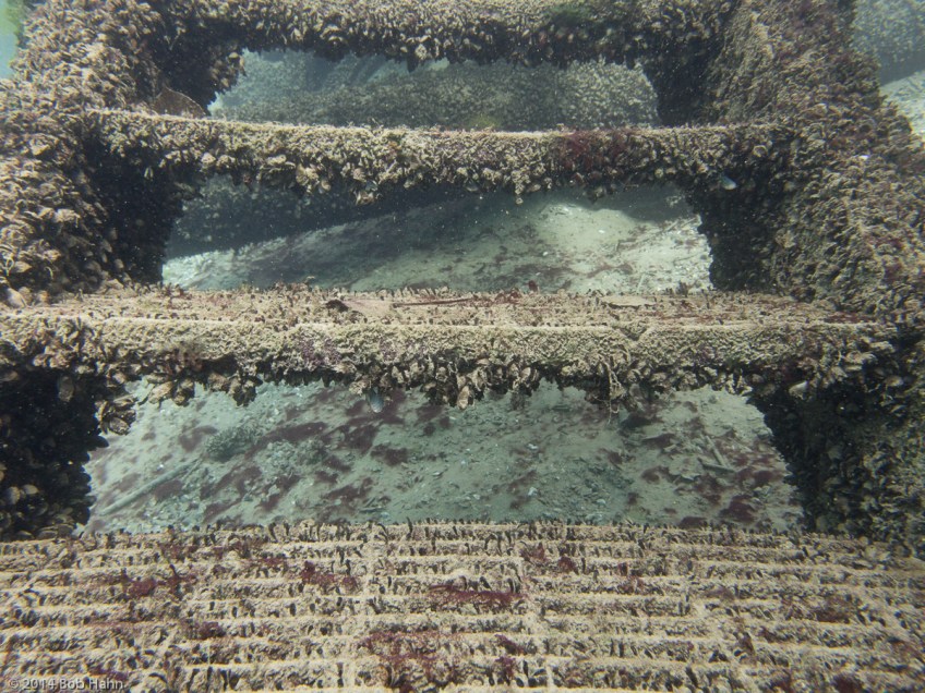 Olympus OM-D/E-M5, PPO-EP01 Lens Port, PT-EP08 Housing, Olympus M.12-40mm Lens at 12mm