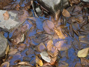 Waterfalls, Glens Natural Area, Ricketts Glen State Park, PA, United States, © 2017 Bob Hahn