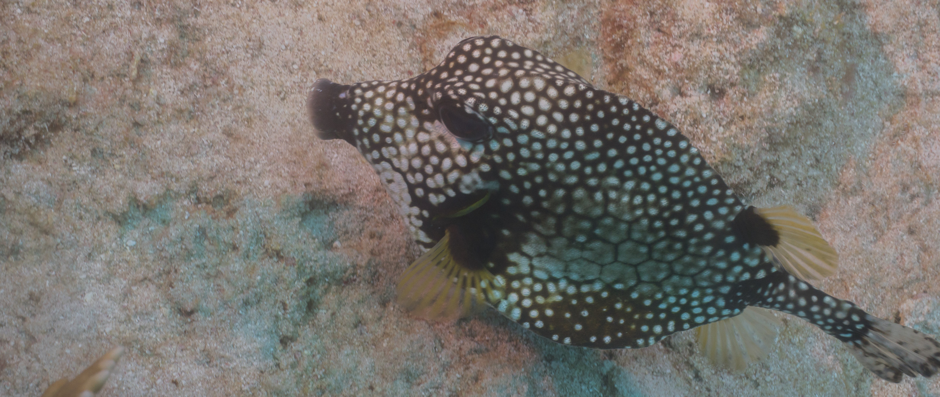 Trunkfish