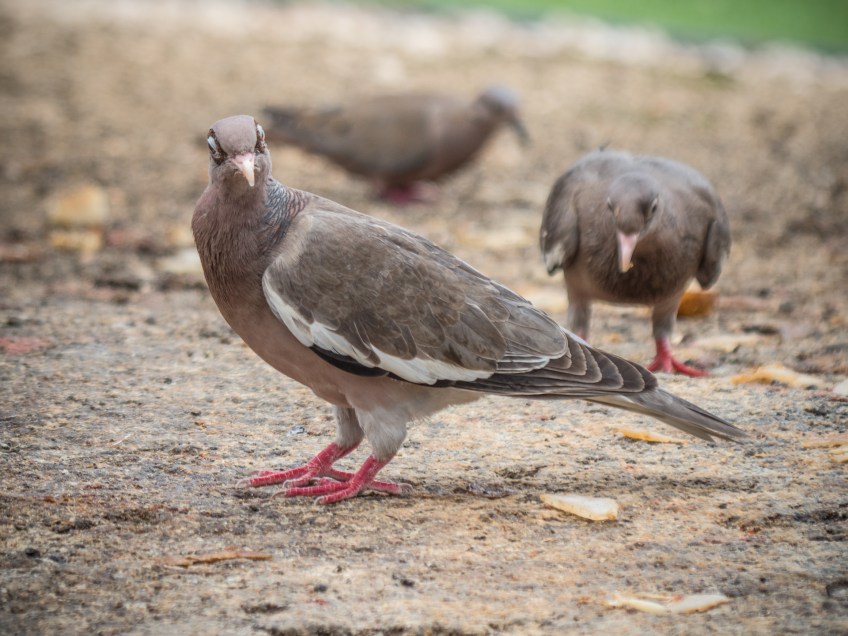 #BobHahnPhoto #GetOlympus #Aruba #EaredDove #Nature #Oranjestad #Caribbean #Birds