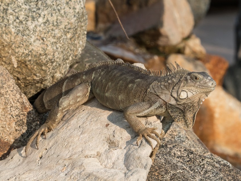 #BobHahnPhoto #GetOlympus #Aruba #Oranjestad #Caribbean #Iguana