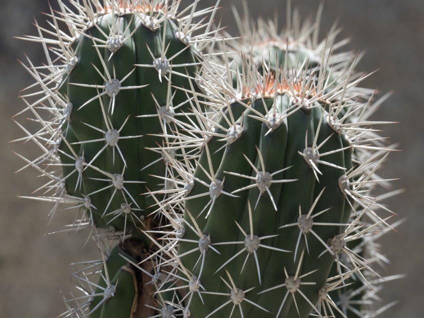 #BobHahnPhoto #GetOlympus #Aruba #AyoRockFormation #Nature #Caribbean #MonolithicRockBoulders #Catus