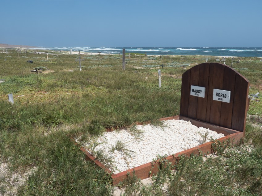 #BobHahnPhoto #GetOlympus #Aruba #Surf #Beach #Nature #Caribbean #ColoradoPoint #PetCemetery #SanNicolas #SantanadiCacho