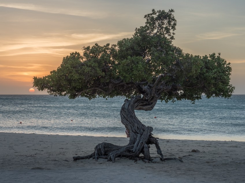 #BobHahnPhoto #GetOlympus #Aruba #Sunset #Beach #Nature #Nord #Caribbean #EagleBeach #DiviTree