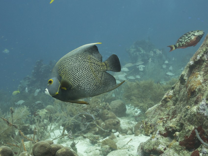 #BobHahnPhoto #GetOlympus #Oranjestad #Caribbean #Underwater #ScubaDiving #FrenchAngelfish