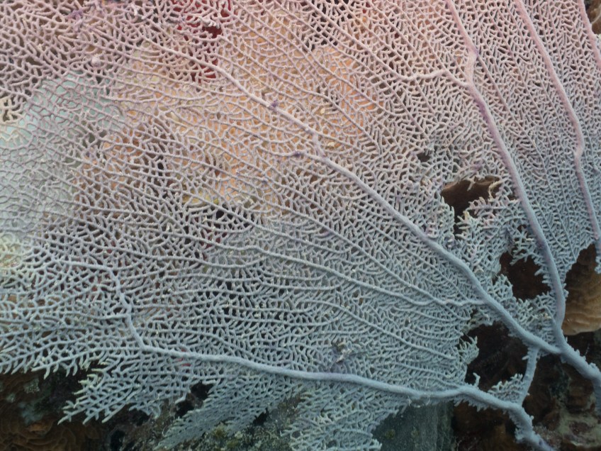 #BobHahnPhoto #GetOlympus #Oranjestad #Caribbean #Underwater #ScubaDiving