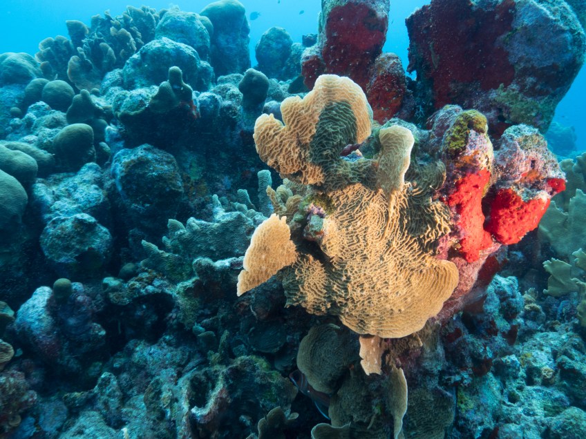 #BobHahnPhoto #GetOlympus #Oranjestad #Caribbean #Underwater #ScubaDiving #Coral