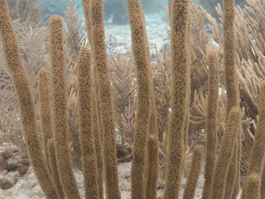#BobHahnPhoto #GetOlympus #Oranjestad #Caribbean #Underwater #ScubaDiving #Coral