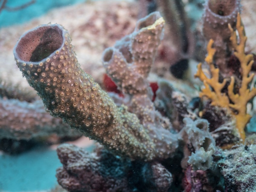 #BobHahnPhoto #GetOlympus #Oranjestad #Caribbean #Underwater #ScubaDiving