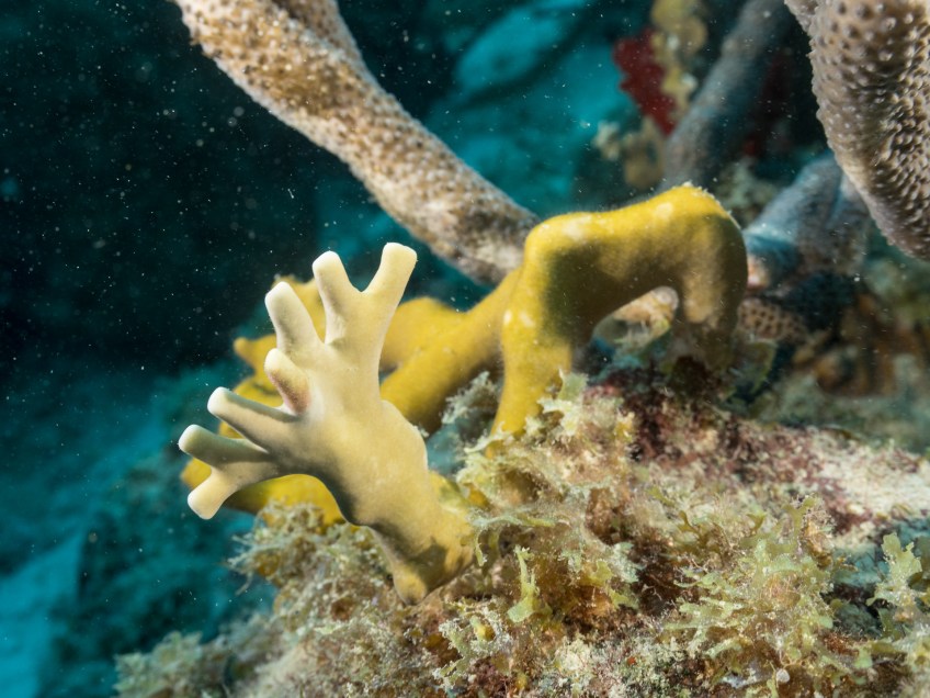 #BobHahnPhoto #GetOlympus #Oranjestad #Caribbean #Underwater #ScubaDiving #Coral