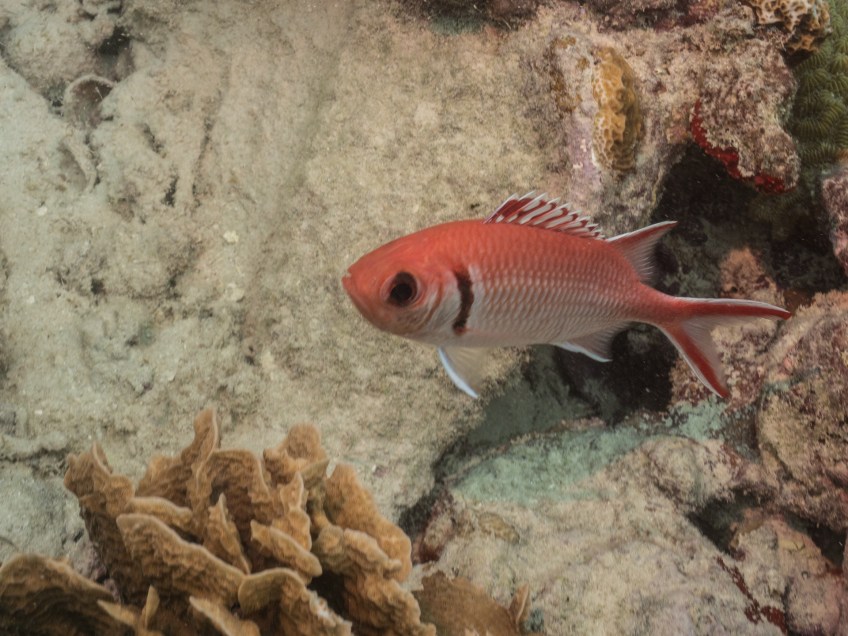 #BobHahnPhoto #GetOlympus #Oranjestad #Caribbean #Underwater #ScubaDiving #Squirrelfish