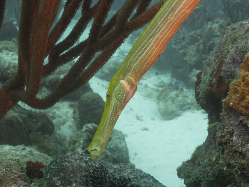 #BobHahnPhoto #GetOlympus #Oranjestad #Caribbean #Underwater #ScubaDiving #BarcaderaReef #Trumpetfish