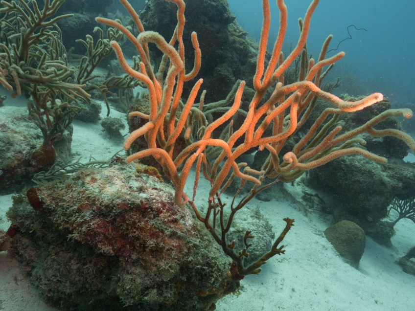 #BobHahnPhoto #GetOlympus #Oranjestad #Caribbean #Underwater #ScubaDiving #BarcaderaReef #Coral