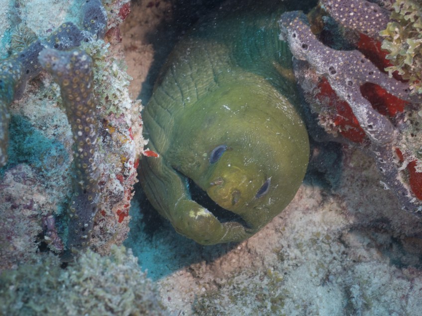 #BobHahnPhoto #GetOlympus #Oranjestad #Caribbean #Underwater #ScubaDiving #BarcaderaReef #GreenMoray