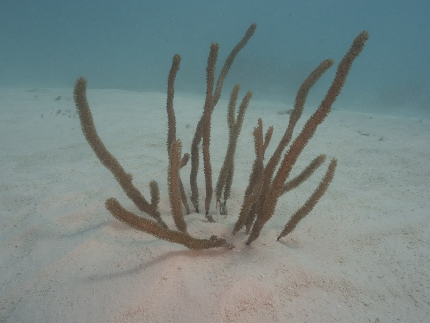 #BobHahnPhoto #GetOlympus #Oranjestad #Caribbean #Underwater #ScubaDiving #BarcaderaReef #Coral