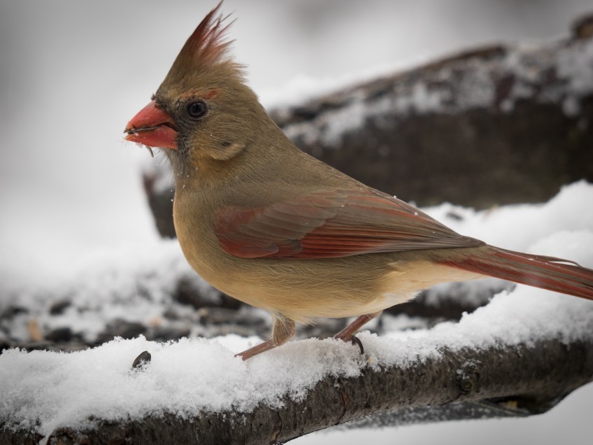 #Birds #Cardinal #BobHahnPhoto #GetOlympus #Bethlehem #PA
