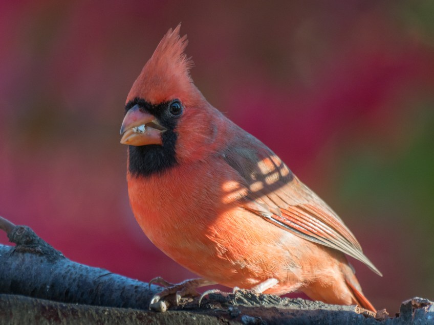 #Birds #Cardinal #GetOlympus #BobHahnPhoto