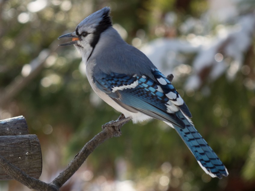 #Birds #BlueJay #BobHahnPhoto #GetOlympus #Bethlehem #PA