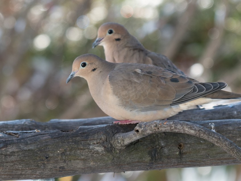 #Birds #MouringDove #BobHahnPhoto #GetOlympus #Bethlehem #PA