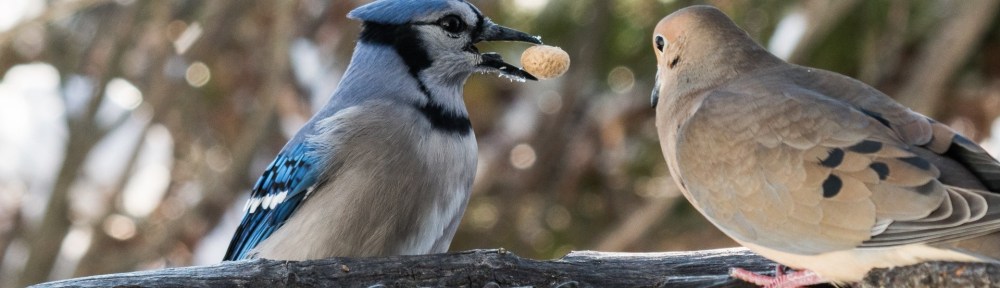 #Birds #BlueJay #BobHahnPhoto #GetOlympus #Bethlehem #PA