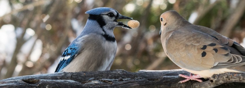 #Birds #BlueJay #BobHahnPhoto #GetOlympus #Bethlehem #PA