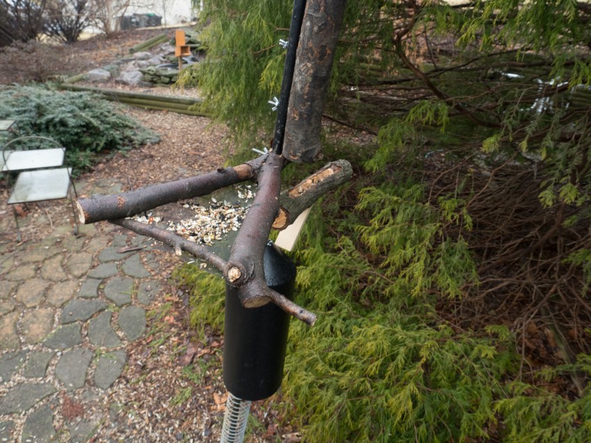 #BirdsFeedr#BobHahnPhoto #GetOlympus #Bethlehem #PA