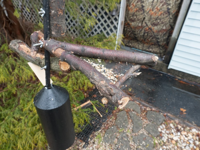 #BirdsFeedr#BobHahnPhoto #GetOlympus #Bethlehem #PA