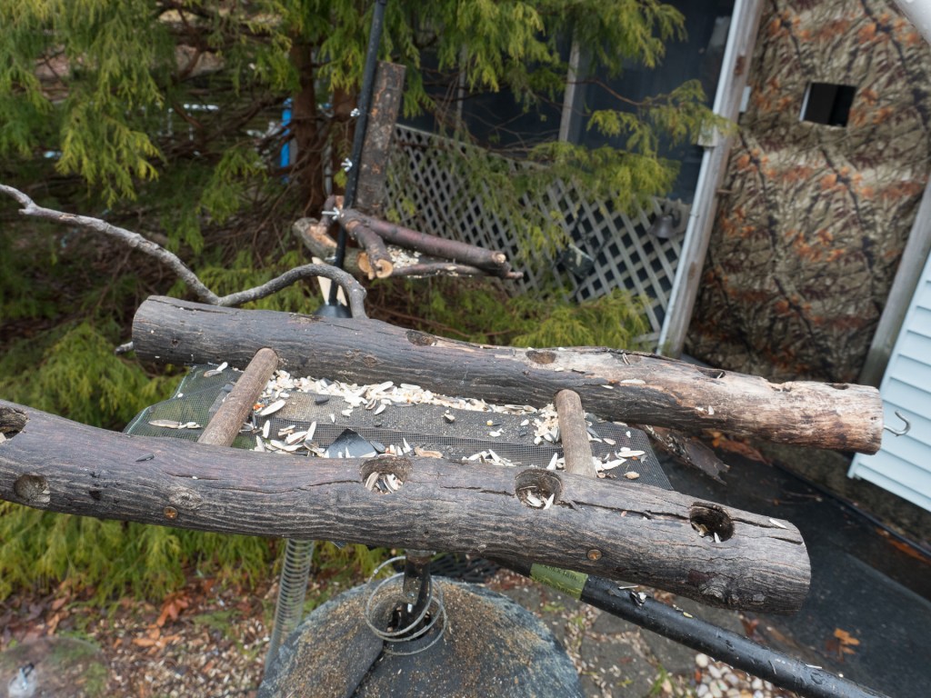 #BirdsFeedr#BobHahnPhoto #GetOlympus #Bethlehem #PA