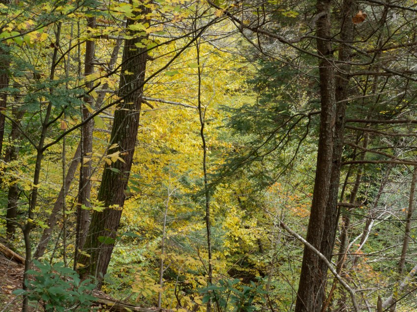 #BobHahnPhoto #GetOlympus #Nature #RaymondskillCreek #Waterfalls #DelawareWaterGapNationalRecreationArea