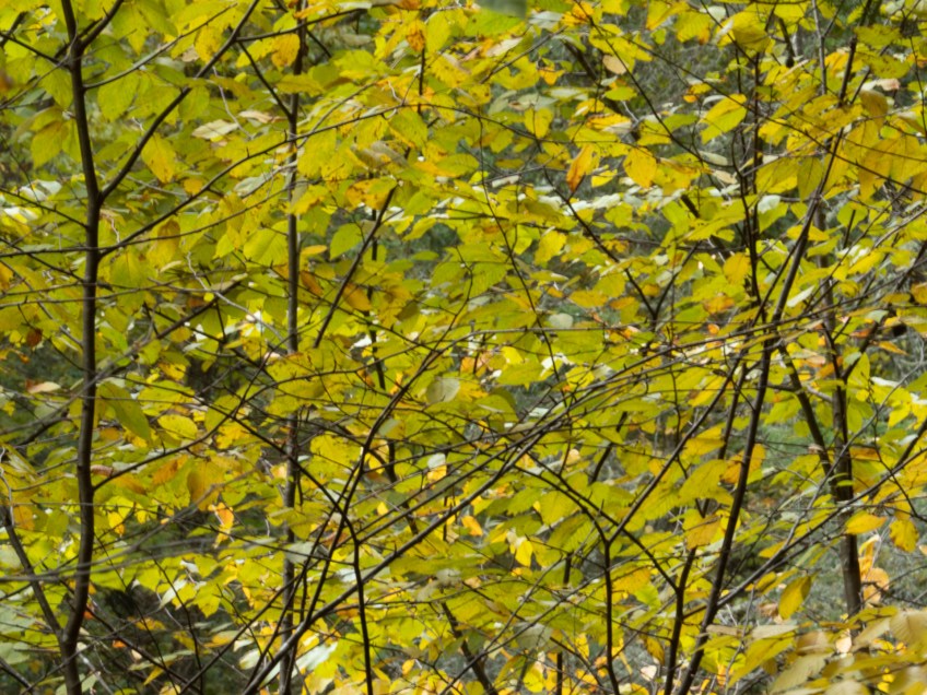 #BobHahnPhoto #GetOlympus #Nature #RaymondskillCreek #Waterfalls #DelawareWaterGapNationalRecreationArea