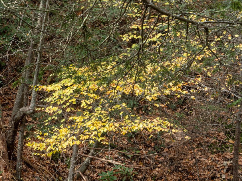 #BobHahnPhoto #GetOlympus #Nature #RaymondskillCreek #Waterfalls #DelawareWaterGapNationalRecreationArea