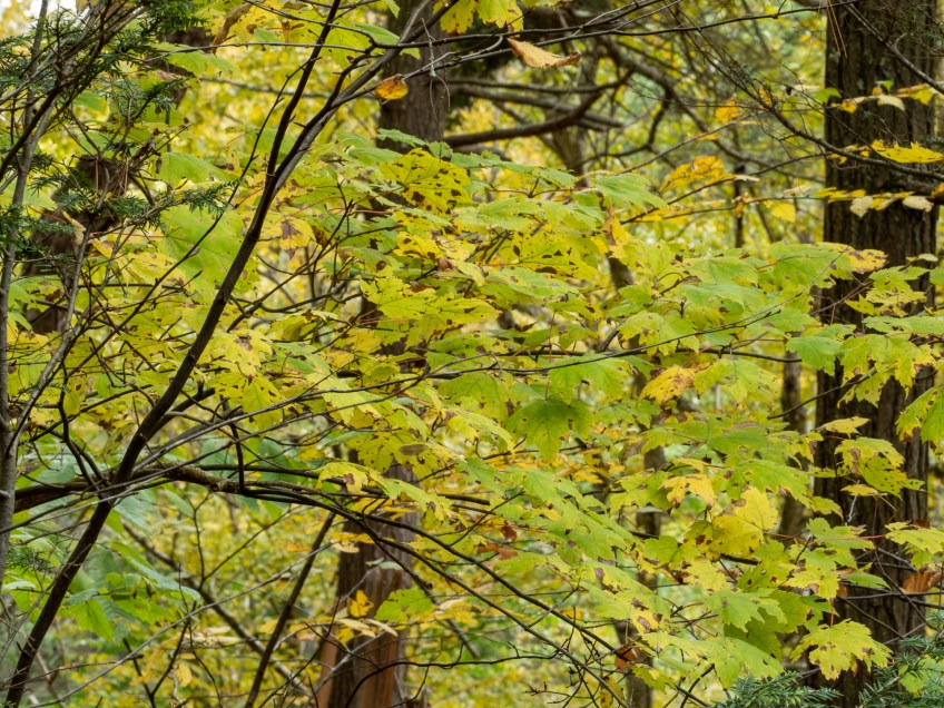 #BobHahnPhoto #GetOlympus #Nature #RaymondskillCreek #Waterfalls #DelawareWaterGapNationalRecreationArea