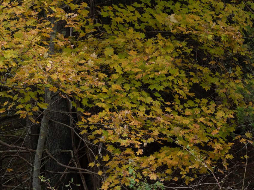 #BobHahnPhoto #GetOlympus #Nature #RaymondskillCreek #Waterfalls #DelawareWaterGapNationalRecreationArea