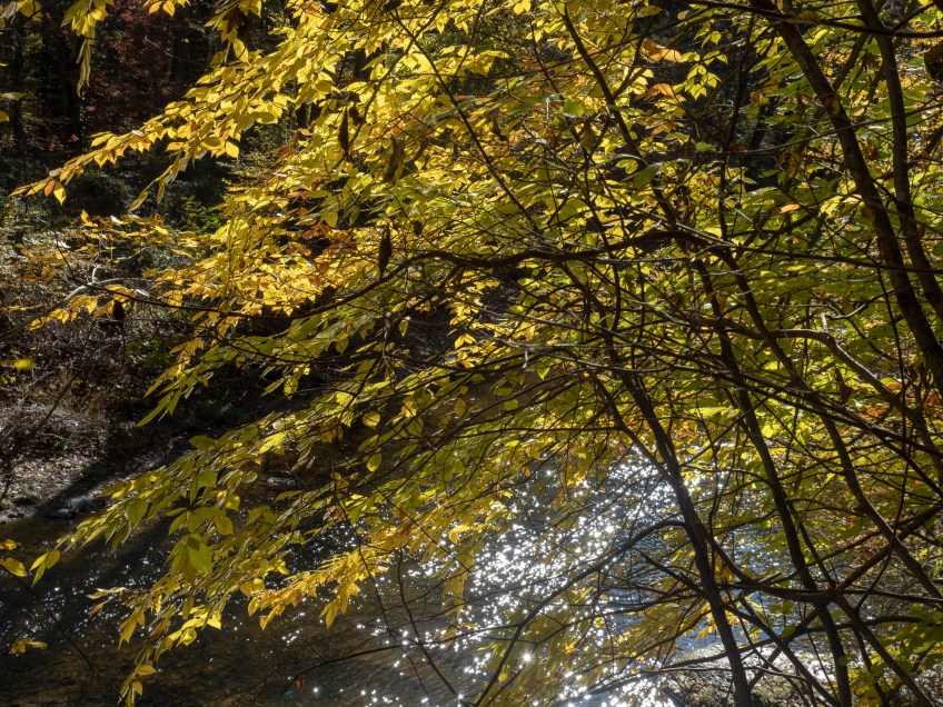 #BobHahnPhoto #GetOlympus #Nature #Nazareth #JacobsburgStatePark #FallFoliage #PA