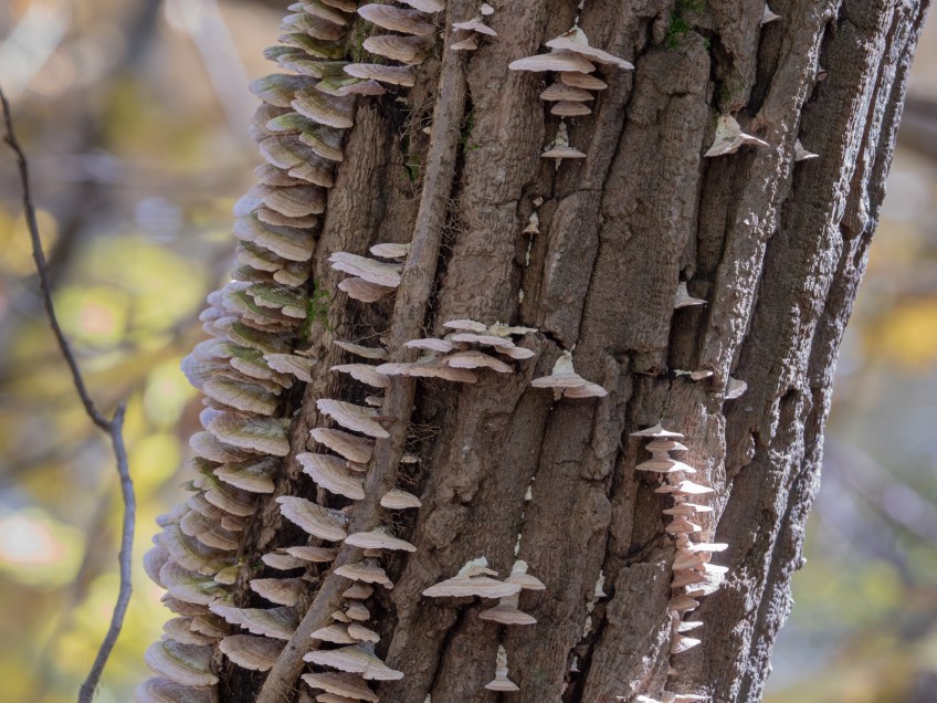 #BobHahnPhoto #GetOlympus #Nature #Nazareth #JacobsburgStatePark #FallFoliage #PA