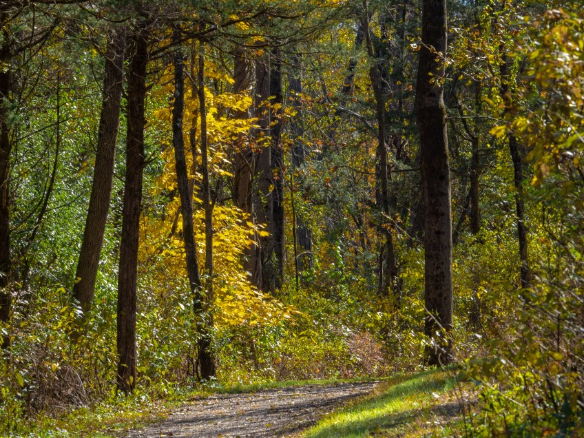 #BobHahnPhoto #GetOlympus #Nature #Nazareth #JacobsburgStatePark #FallFoliage #PA