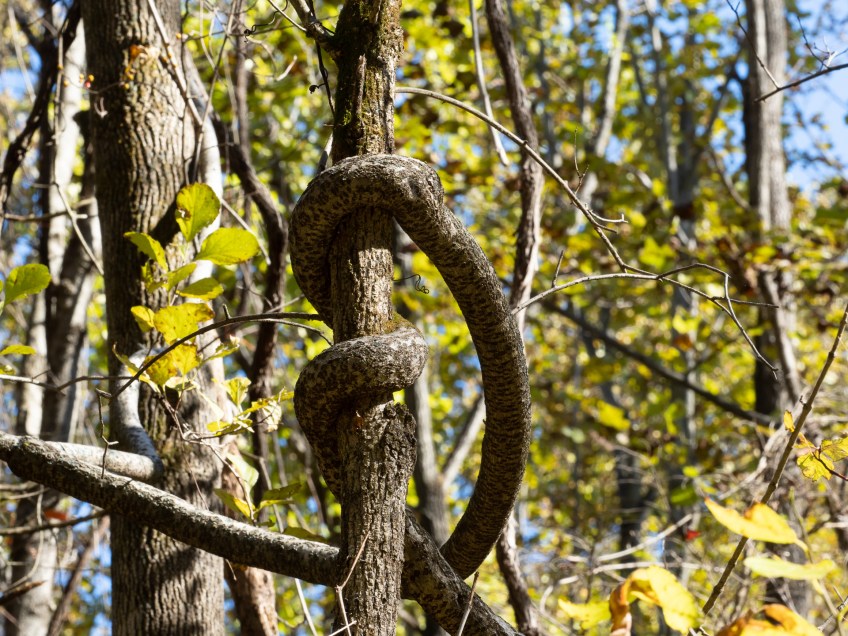 #BobHahnPhoto #GetOlympus #Nature #Nazareth #JacobsburgStatePark #FallFoliage #PA