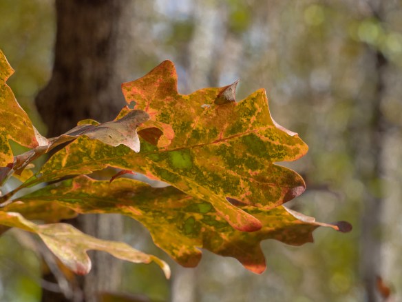 #BobHahnPhoto #GetOlympus #Nature #Nazareth #JacobsburgStatePark #FallFoliage #PA