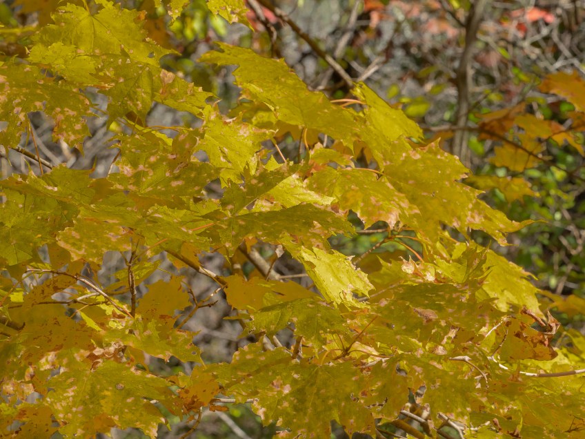 #BobHahnPhoto #GetOlympus #Nature #Nazareth #JacobsburgStatePark #FallFoliage #PA