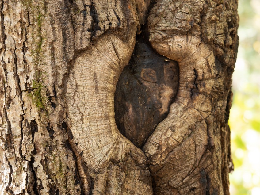 #BobHahnPhoto #GetOlympus #Nature #Nazareth #JacobsburgStatePark #FallFoliage #PA