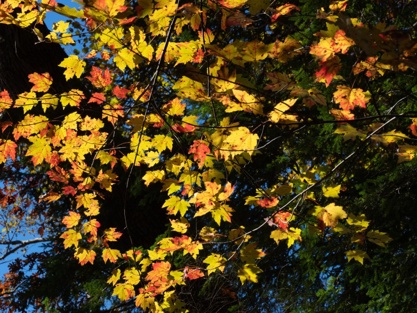 #BobHahnPhoto #GetOlympus #Nature #Nazareth #JacobsburgStatePark #FallFoliage #PA
