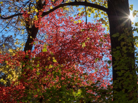 #BobHahnPhoto #GetOlympus #Nature #Nazareth #JacobsburgStatePark #FallFoliage #PA