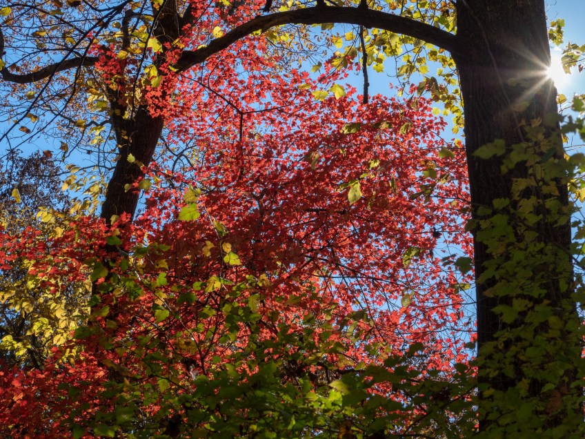 #BobHahnPhoto #GetOlympus #Nature #Nazareth #JacobsburgStatePark #FallFoliage #PA