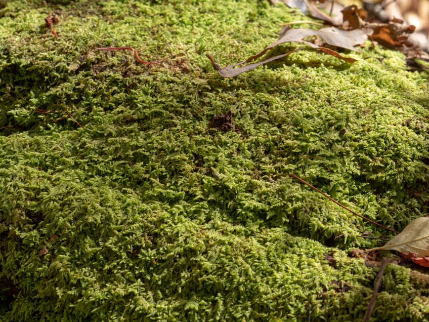 #BobHahnPhoto #GetOlympus #Nature #Nazareth #JacobsburgStatePark #FallFoliage #PA