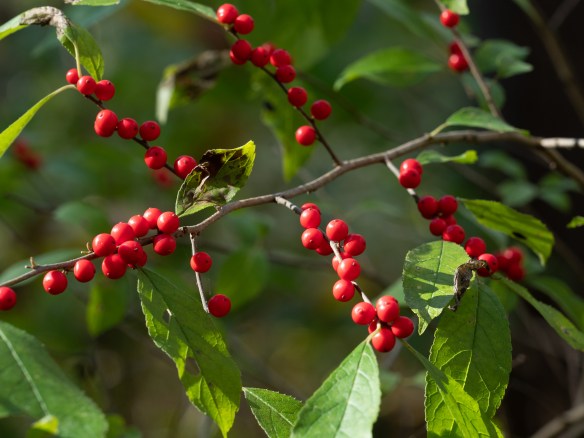 #BobHahnPhoto #GetOlympus #Nature #Nazareth #JacobsburgStatePark #FallFoliage #PA