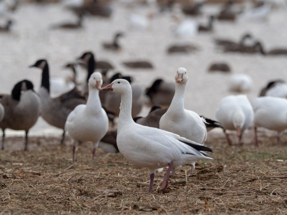 #BobHahnPhoto #Birds #GetOlympus #Bethlehem #PA #Nature #Animals