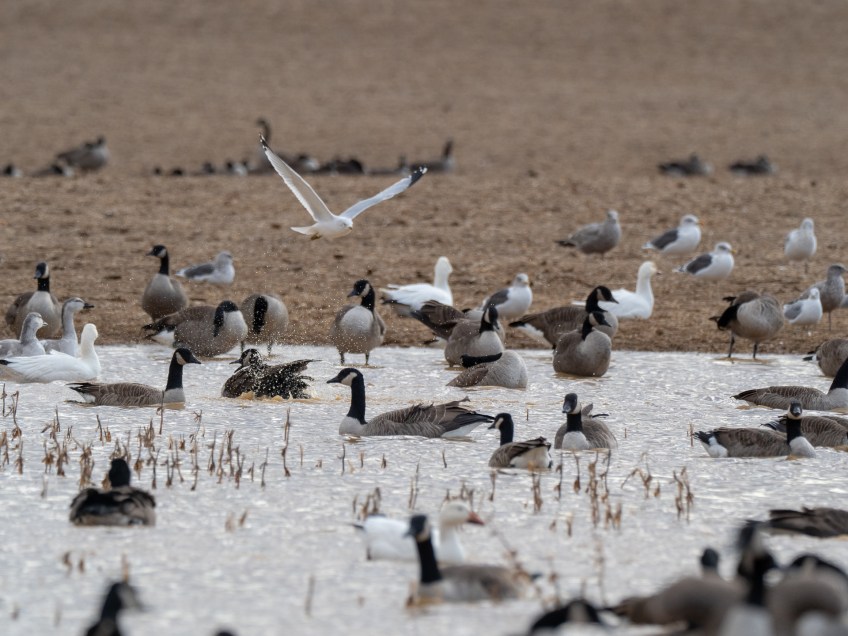 #BobHahnPhoto #Birds #GetOlympus #Bethlehem #PA #Nature #Animals
