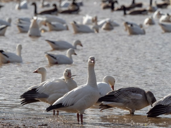 #BobHahnPhoto #Birds #GetOlympus #Bethlehem #PA #Nature #Animals