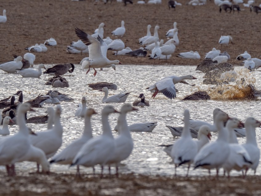 #BobHahnPhoto #Birds #GetOlympus #Bethlehem #PA #Nature #Animals